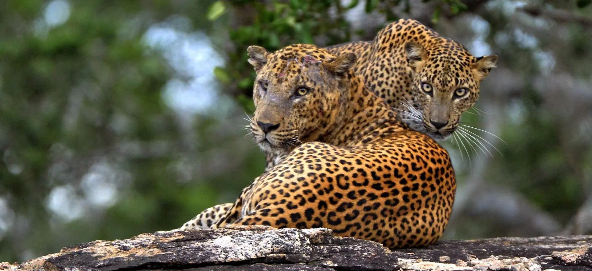 Yala Safari Day Tour