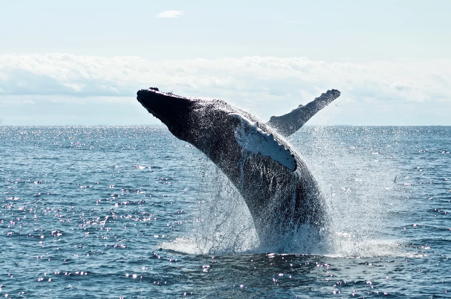 Mirissa Whale Watching Day Tour