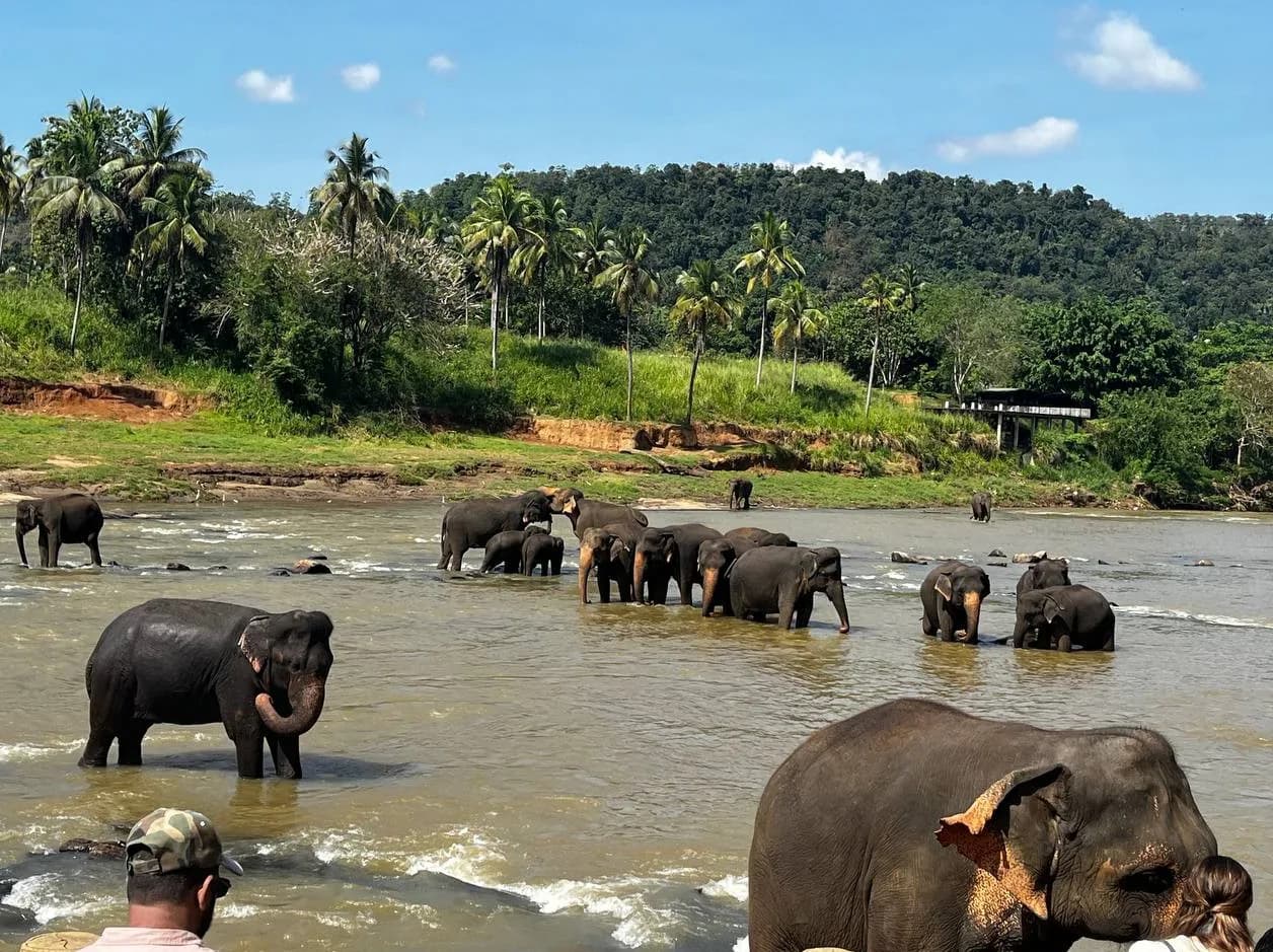 Pinnawala Elephant Orphanage Day Tour