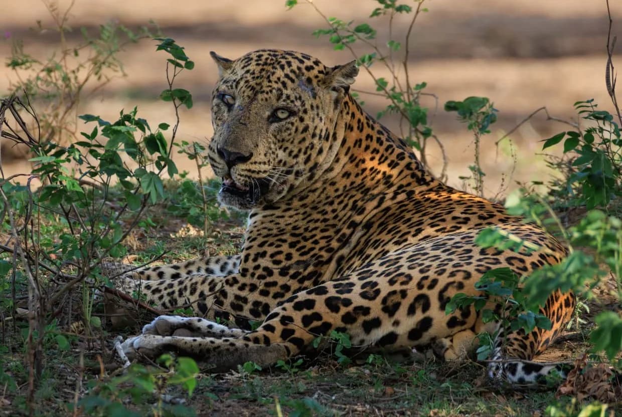 Yala Safari Day Tour