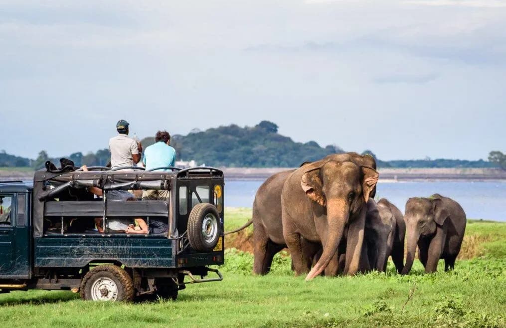 Minneriya Elephant Safari