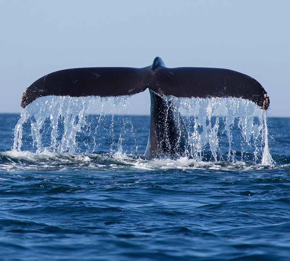 Whale & Dolphin Watching